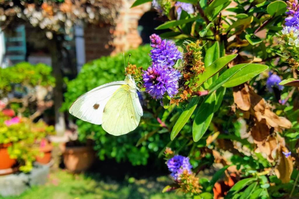 Apartmán Bellavista La Tua Romantica Vacanza Sul Trasimeno Castiglione del Lago Exteriér fotografie