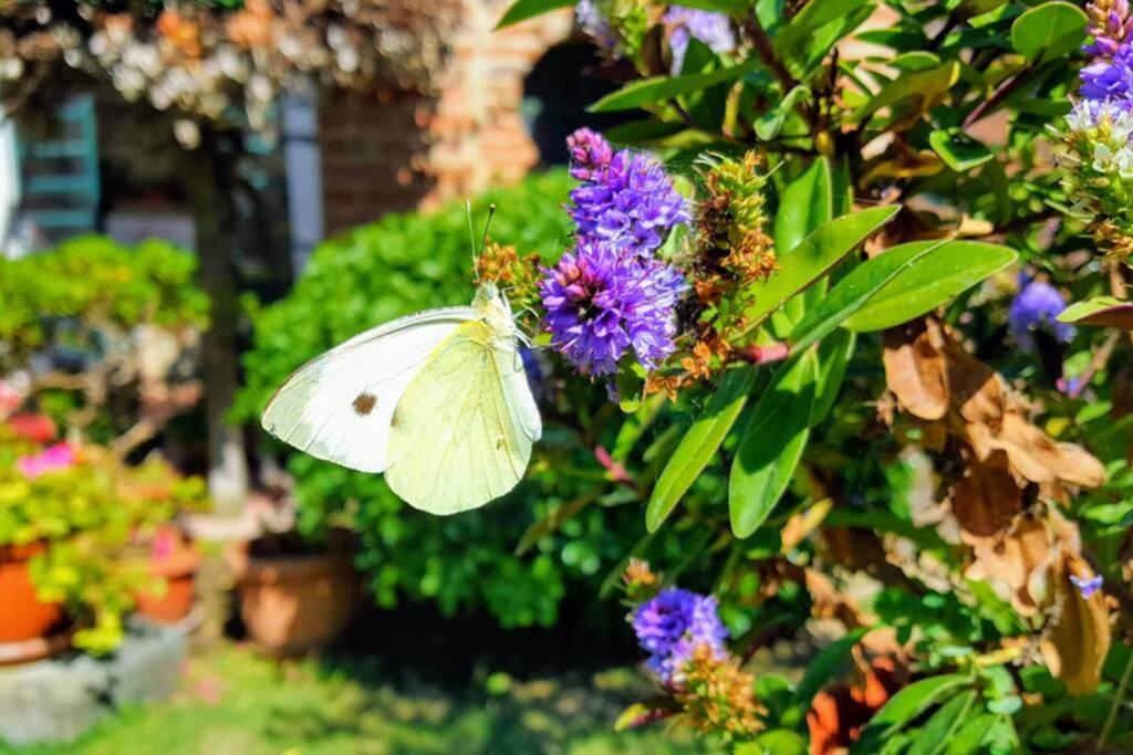 Bellavista La Tua Romantica Vacanza Sul Trasimeno Castiglione del Lago Exteriér fotografie